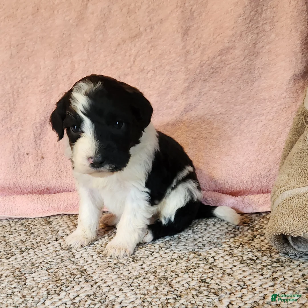 Portuguese Water Dog dogs for sale: Rocky - Ad 4