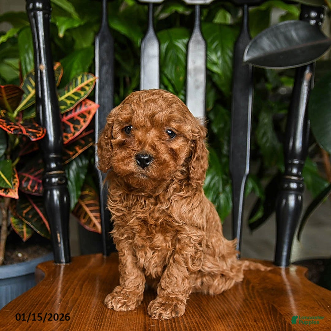 Cavapoo dogs for sale: Blaze - Ad 2