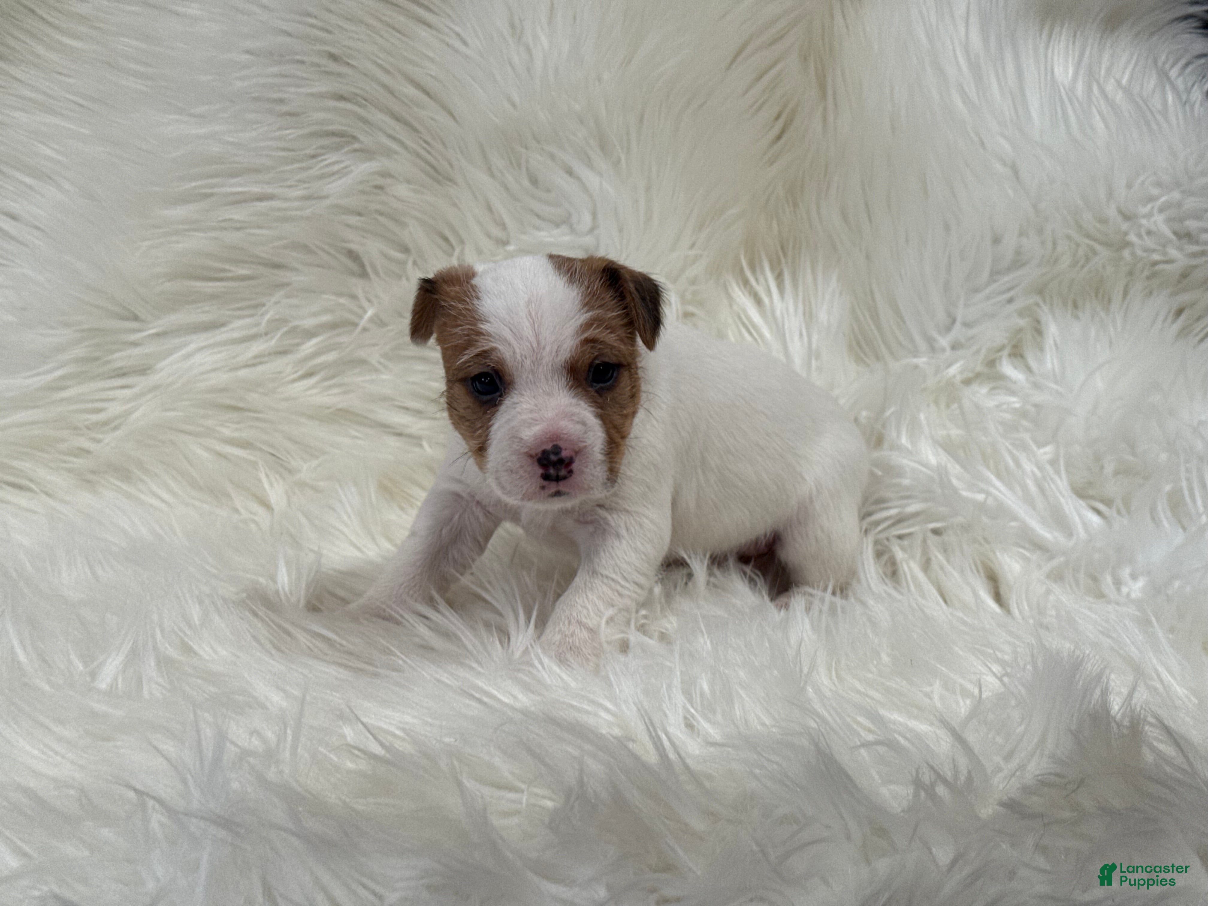 Jack Russell Terrier dogs Rea Puppy 4 - Ad 42