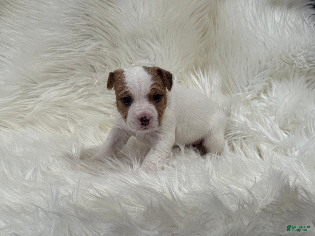 Jack Russell Terrier dogs for sale: Rea Puppy 4 - Ad 1