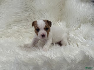 Jack Russell Terrier dogs Rea Puppy 4 - Ad 42