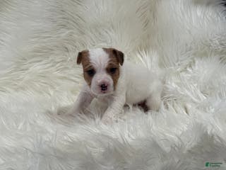 Jack Russell Terrier dogs Rea Puppy 4 - Ad 24