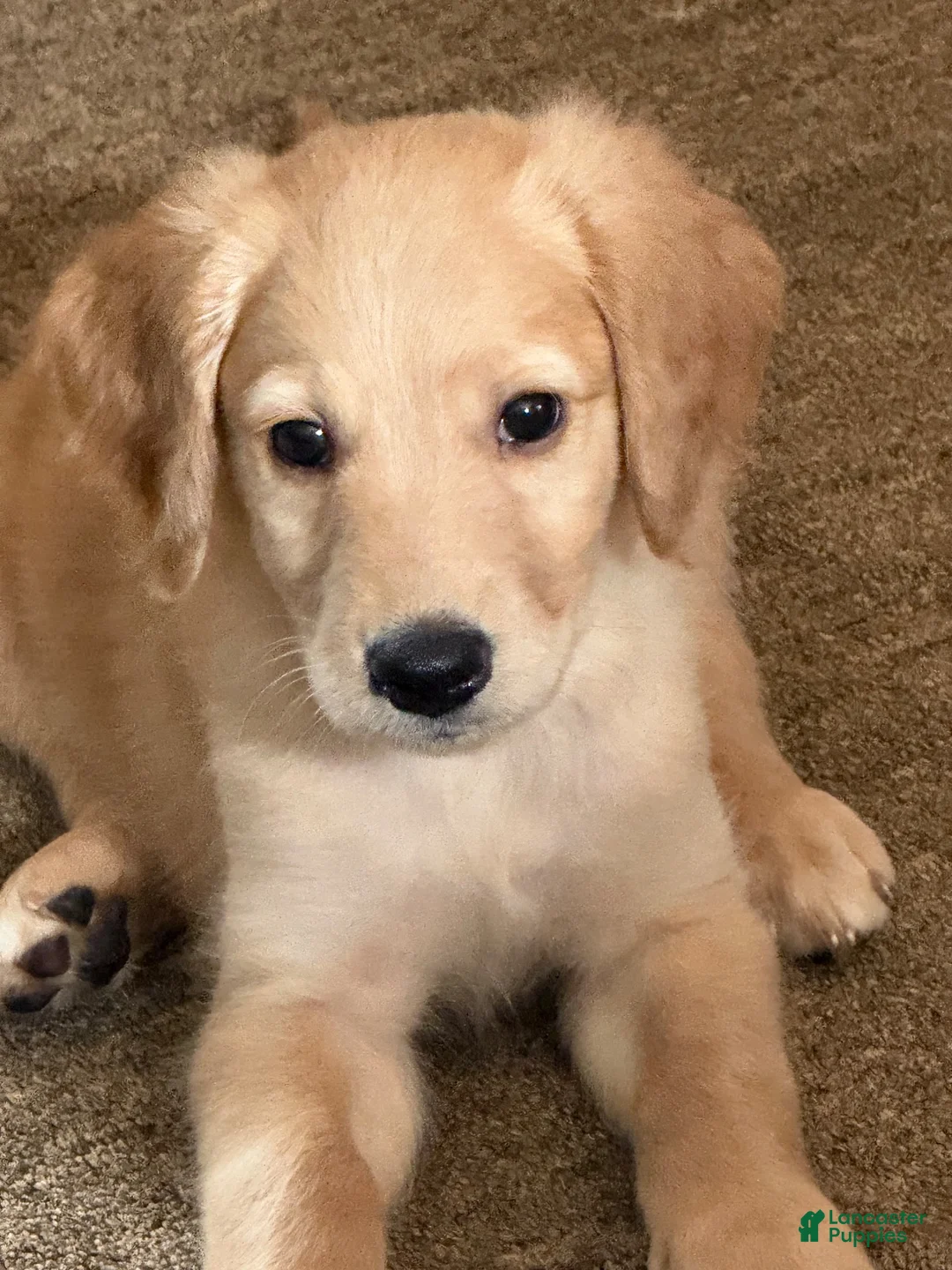 Golden Retriever dogs for sale: Goldendoodle 1 - Ad 2