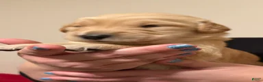 Golden Retriever 6