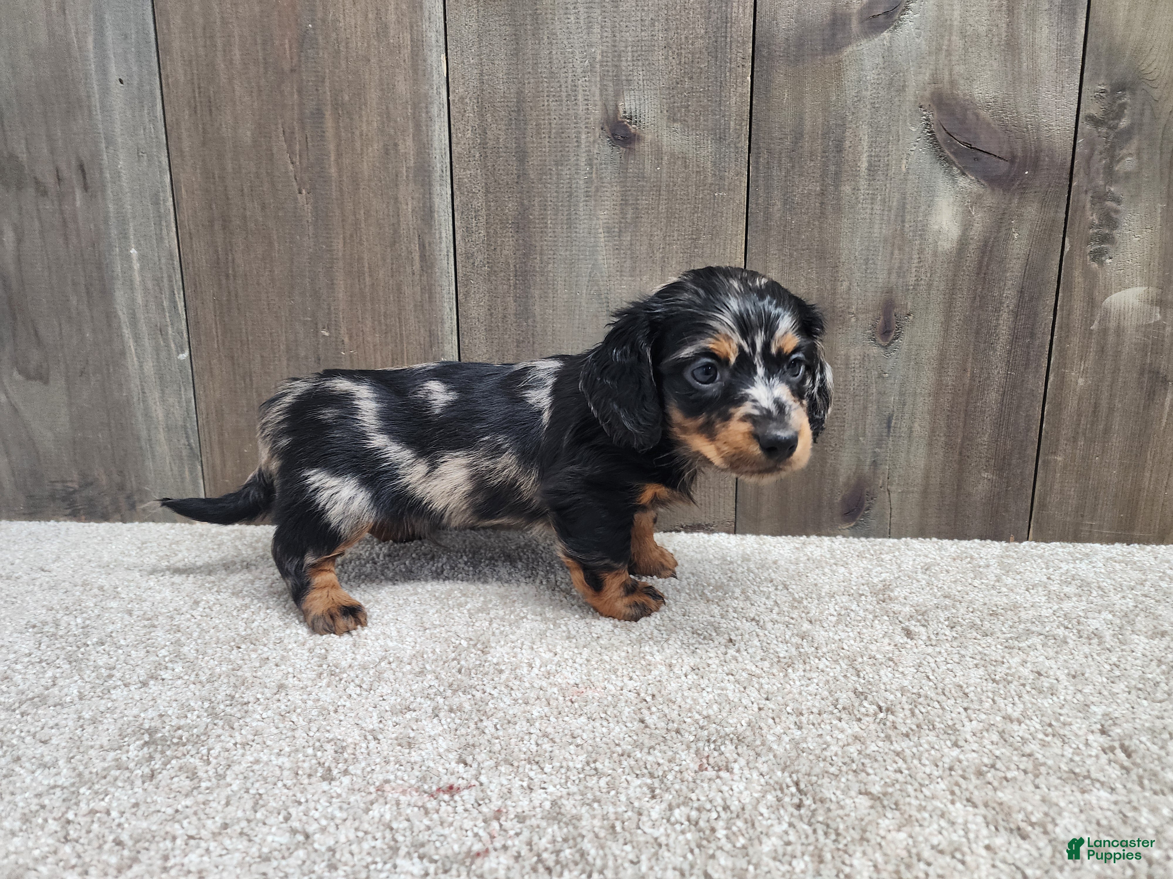 Miniature Dachshund dogs Gunner - Ad 1