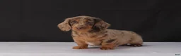 Dachshund dogs for sale: Bo - Ad 7