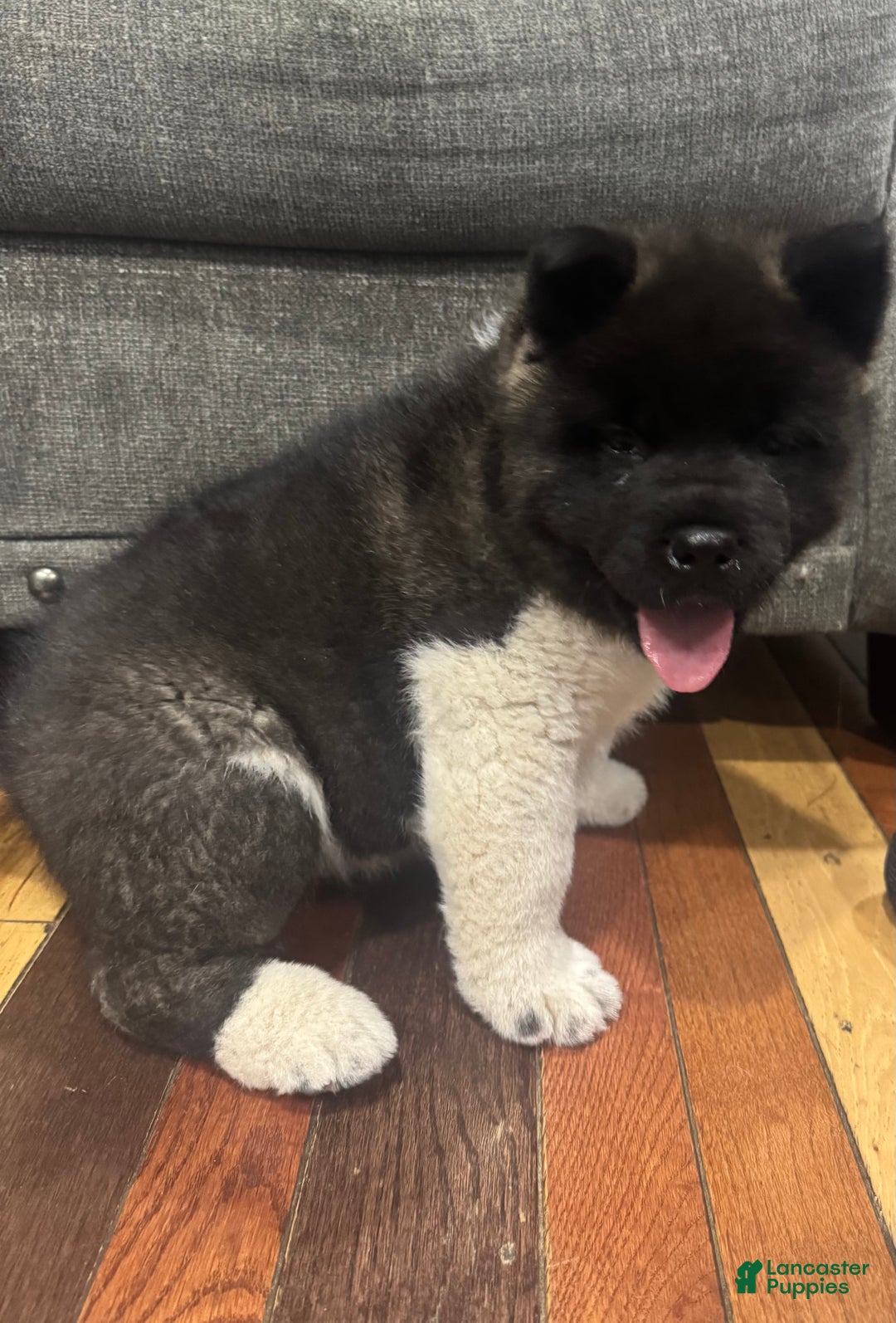 Akita dogs for sale: Akita Puppy 1 - Ad 1