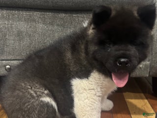 Akita dogs Akita Puppy 1 - Ad 33