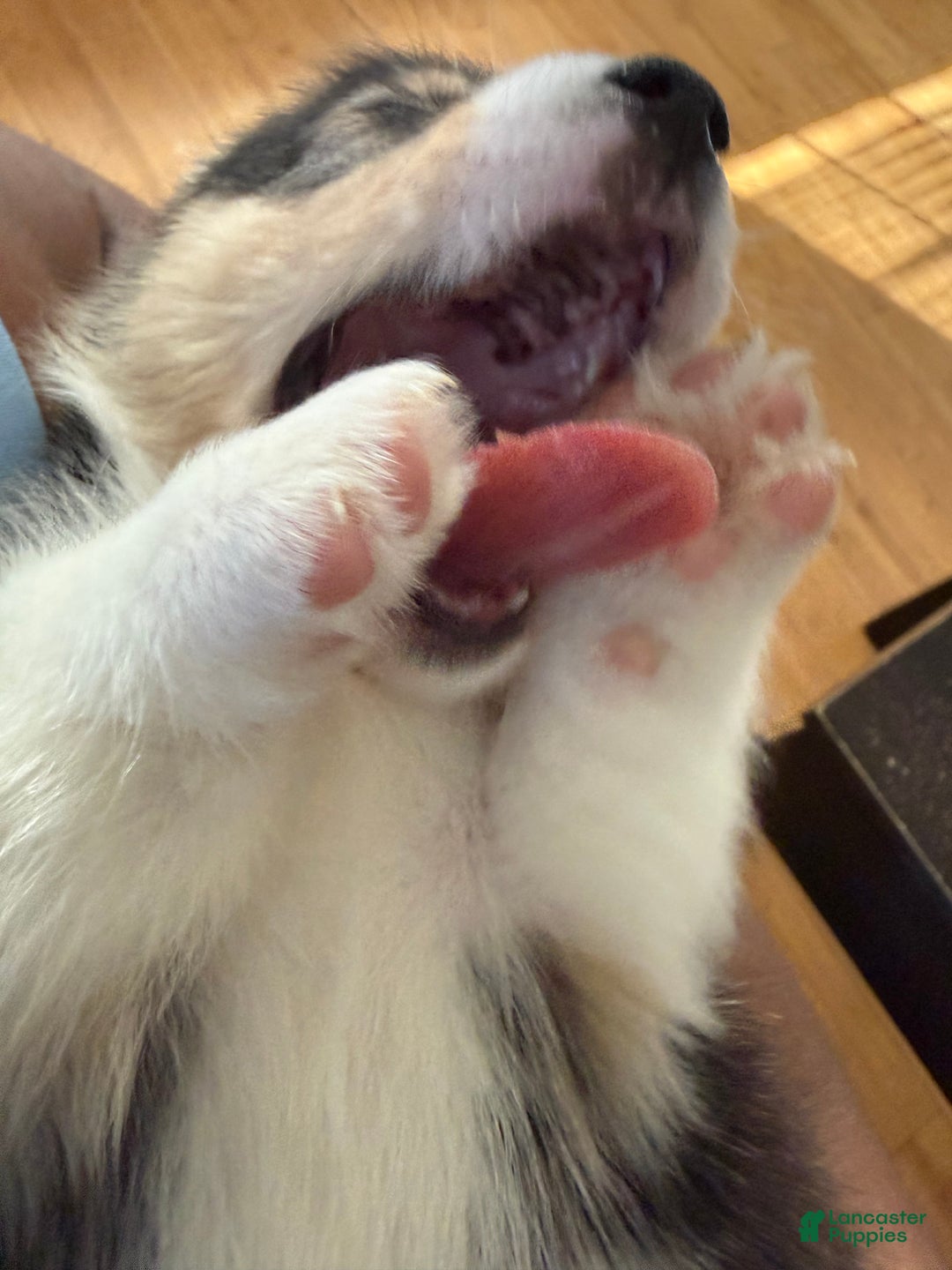 Welsh Corgi Pembroke dogs for sale: Pooh - Ad 4