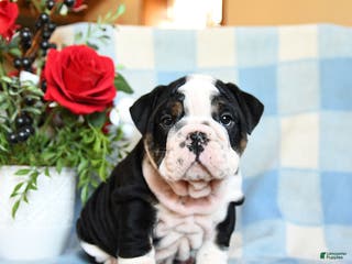 English Bulldog dogs Sam - Ad 29