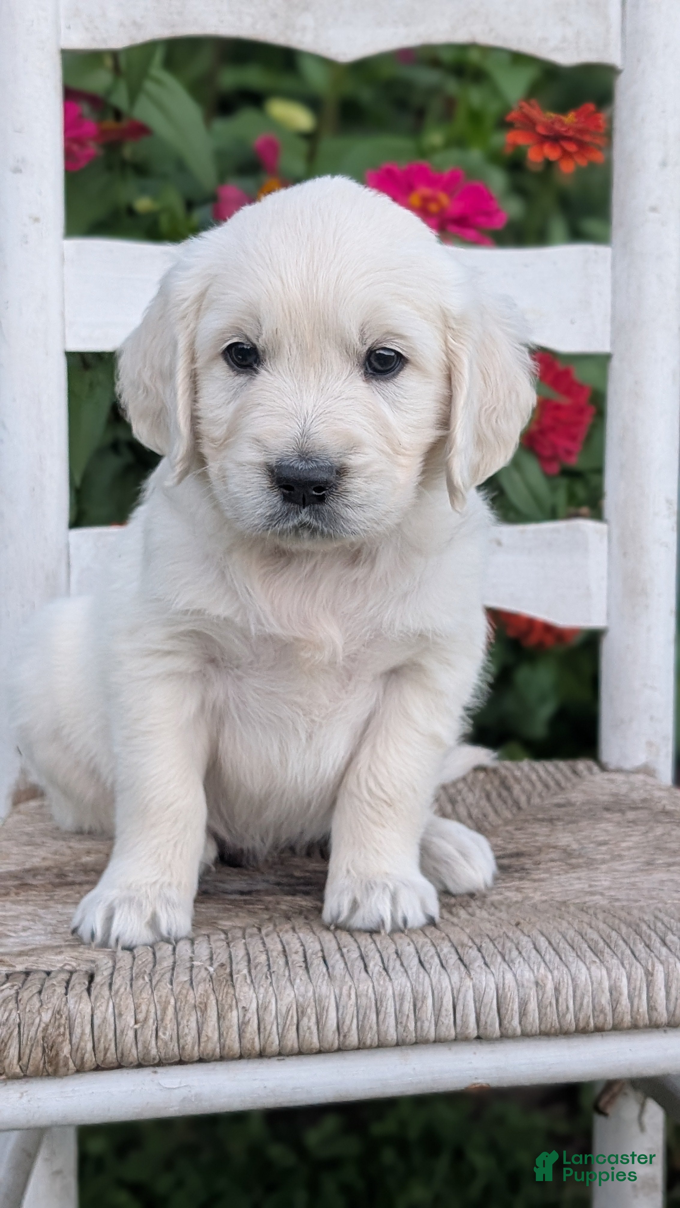 Golden Retriever dogs Baxter  - Ad 2