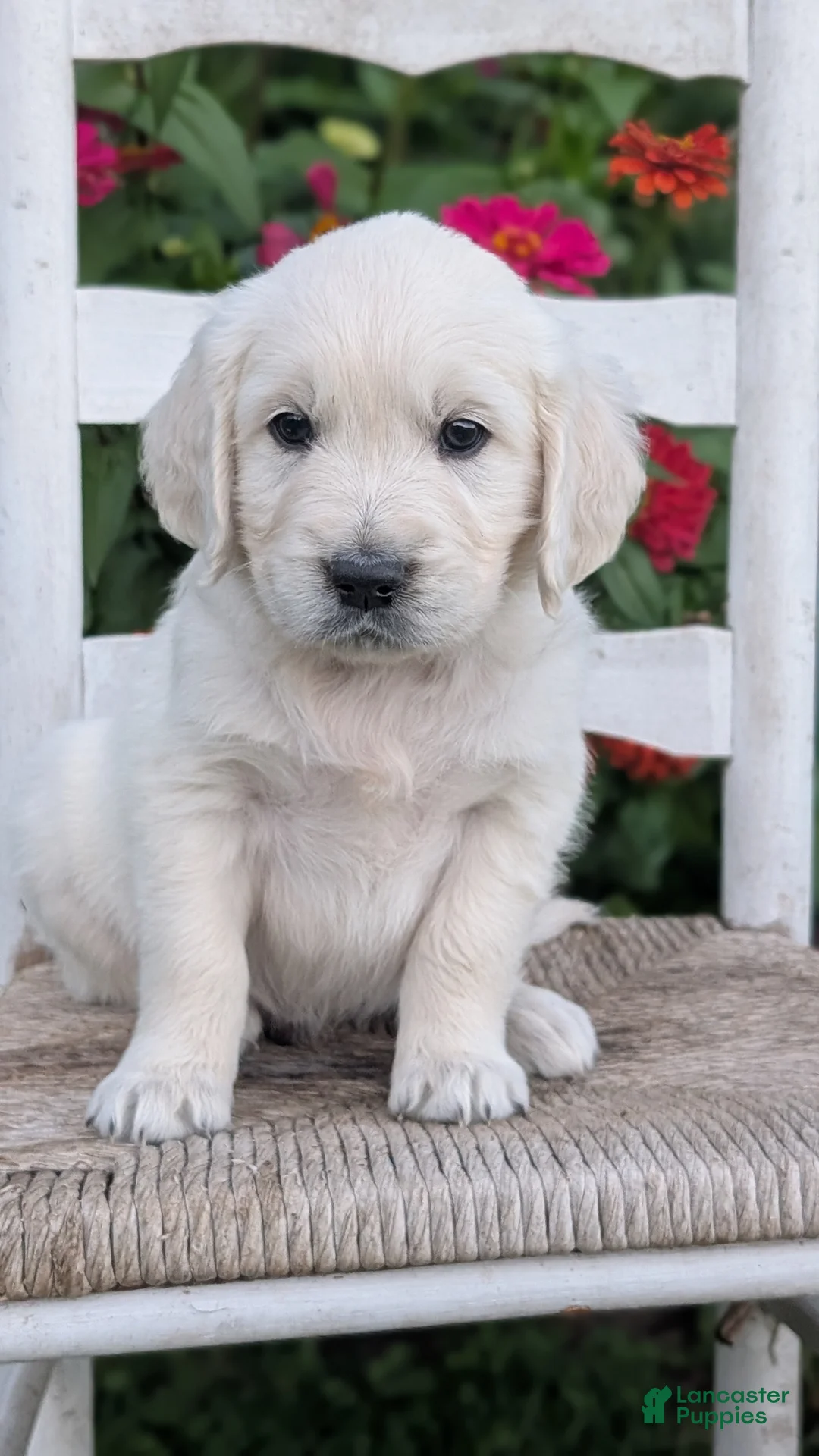 Golden Retriever dogs for sale: Baxter  - Ad 2