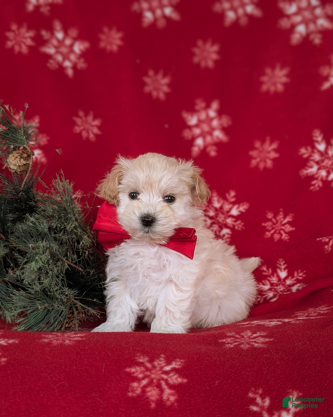 Maltipoo dogs for sale: Brock 7 lbs Full Grown - Ad 1