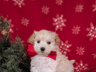 Maltipoo dogs Brock 7 lbs Full Grown - Ad 42