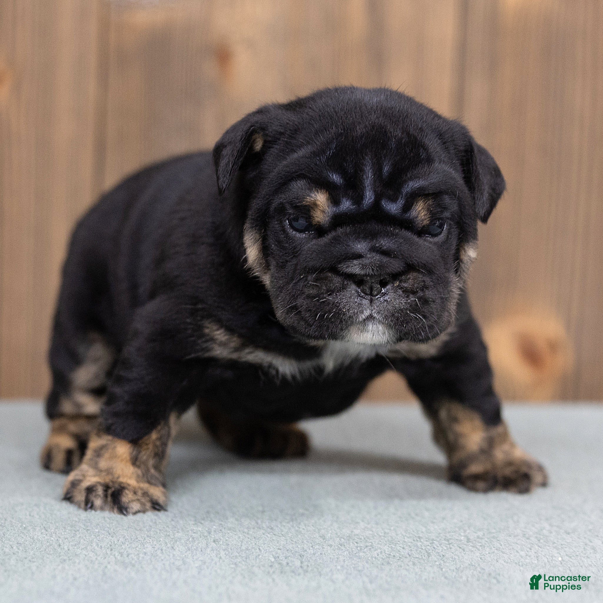 English Bulldog dogs Sabrina Jane English Bulldog  - Ad 1