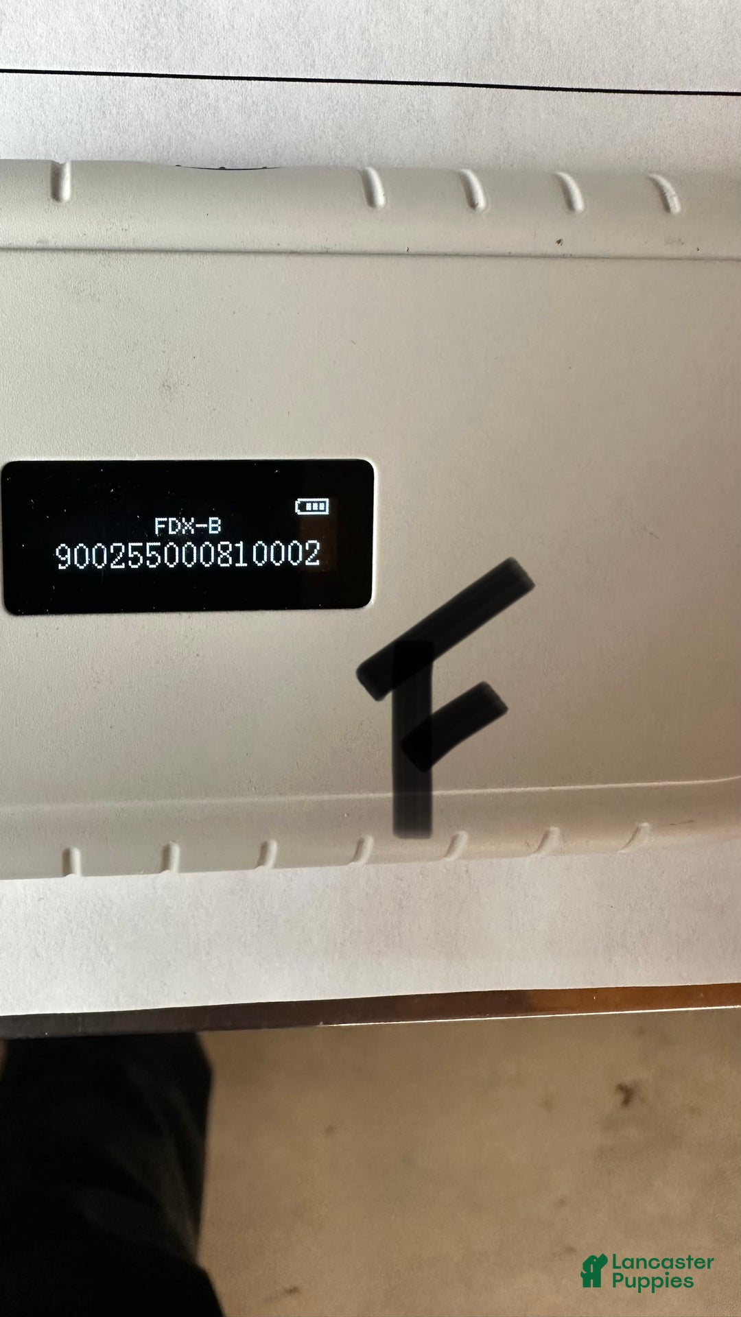 Morkie dogs for sale: Girl Opal - 0002 - Ad 6