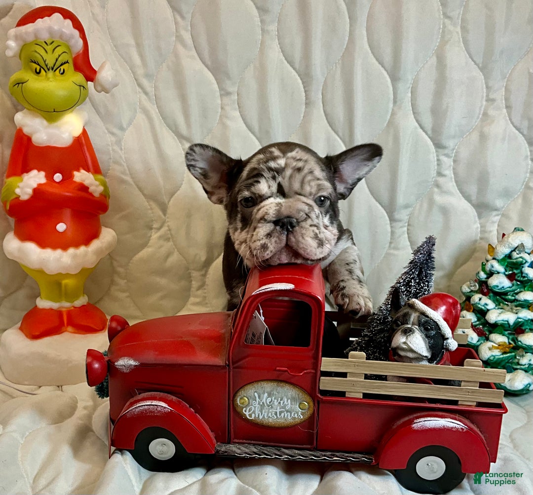 French Bulldog dogs for sale: Arrow - Ad 2