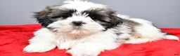 Shih Tzu dogs for sale: Max - Ad 1