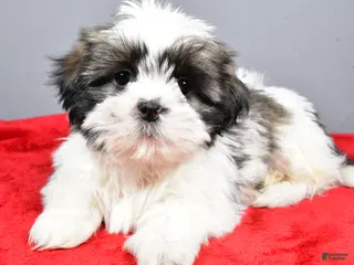 Shih Tzu dogs Max - Ad 29