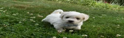 Cavachon dogs for sale: Tigger  - Ad 5