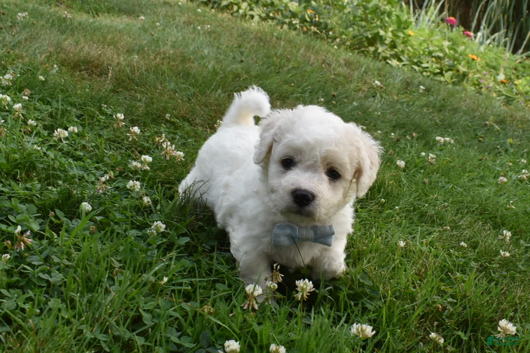 Cavachon dogs for sale: Tigger  - Ad 5