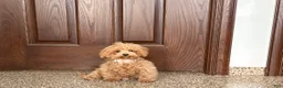 Maltipoo dogs for sale: Morty - Ad 4