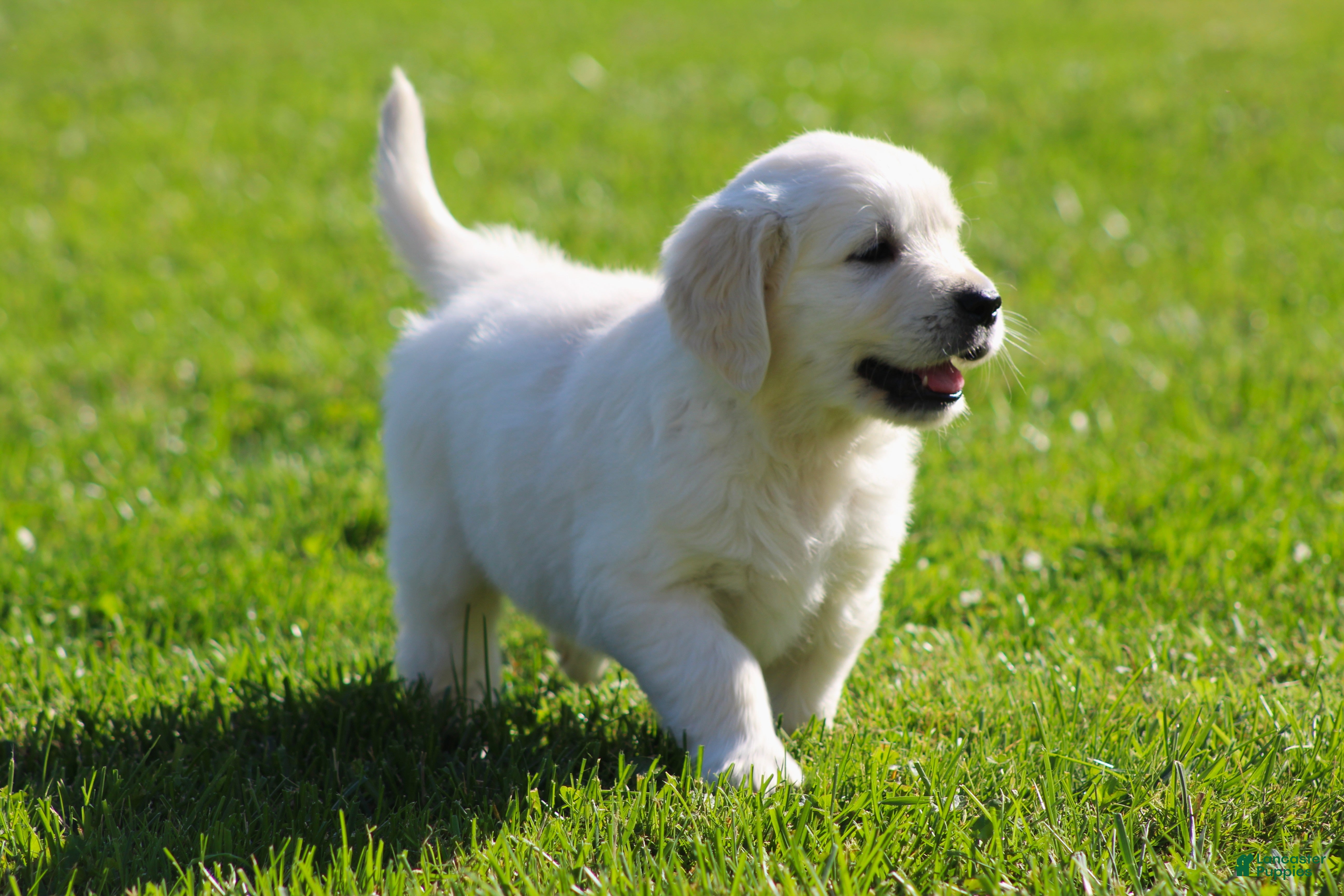 Golden Retriever dogs Lawrence  - Ad 1