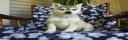 Alaskan Klee Kai dogs for sale: Martha - Ad 3