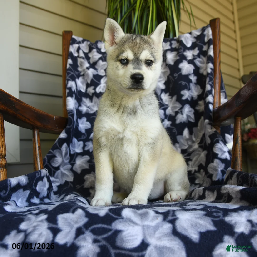Alaskan Klee Kai dogs for sale: Martha - Ad 3