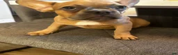 French Bulldog dogs for sale: Nina - Ad 29