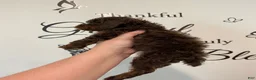 Mixed Breed dogs for sale: Chocolate Phantom Male - Ad 3