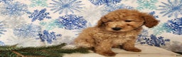 Mini Goldendoodle dogs for sale: Dover - Ad 17