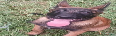 Belgian Malinois 1