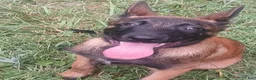 Belgian Malinois dogs for sale: Belgian Malinois 1 - Ad 1