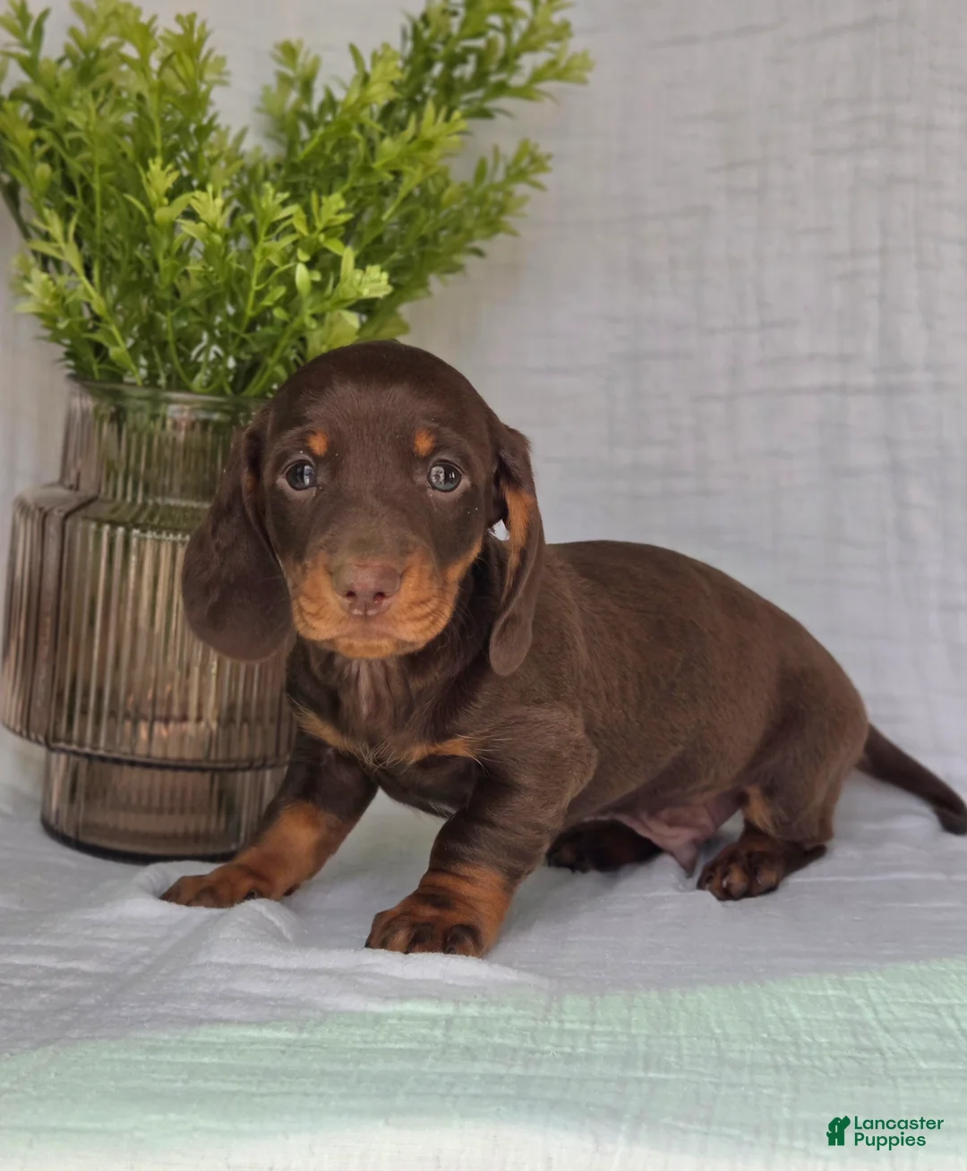Miniature Dachshund dogs for sale: Baxter - Ad 1