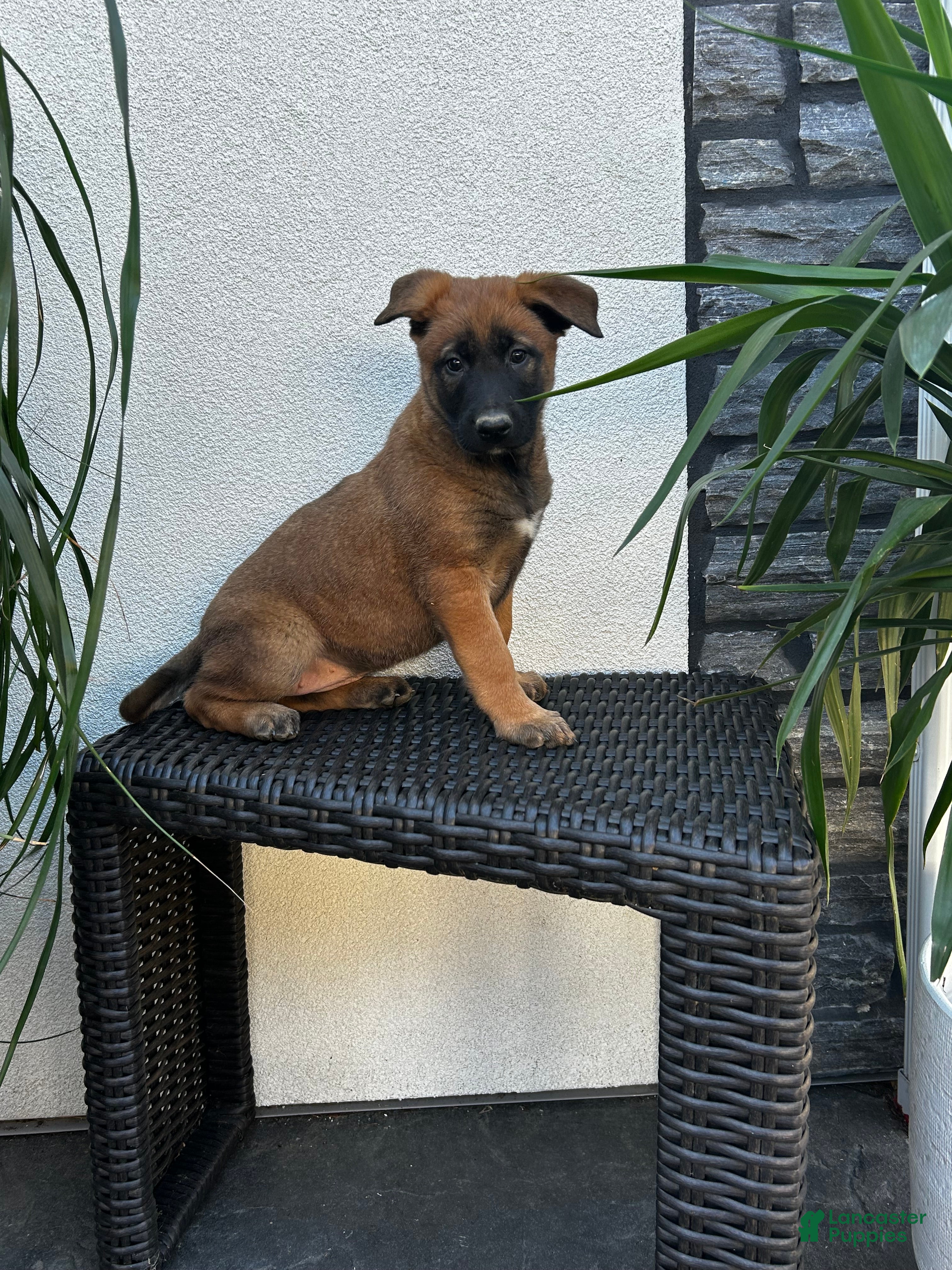 Belgian Malinois dogs Belgian Malinois Puppy Lola - Ad 2