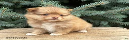 Pomeranian dogs for sale: Phoebe - Ad 3