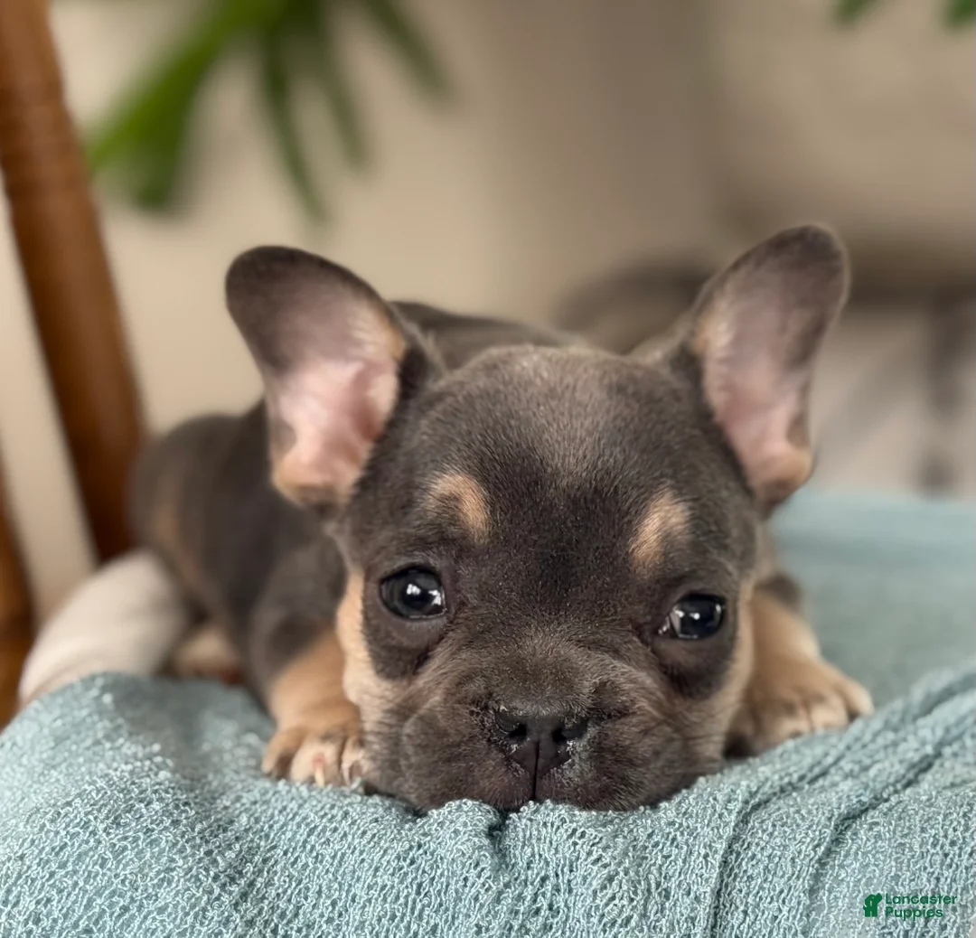 French Bulldog dogs for sale: Wyatt - Ad 15
