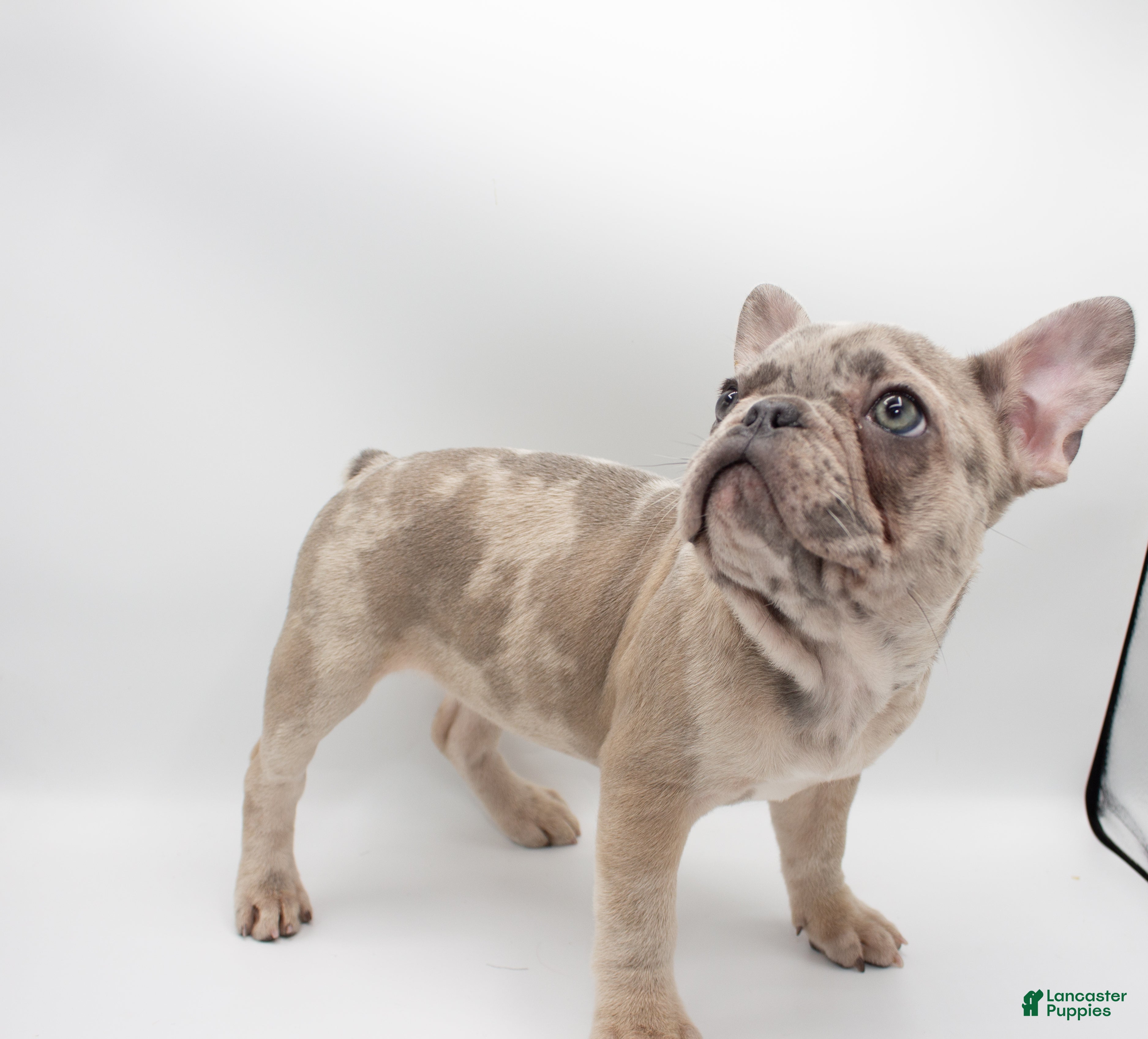 Bulldog Stud Lilac And Tan Frenchie Bulldog Stud Lilac Platinum