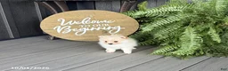 Pomeranian dogs for sale: Sadie - Ad 3