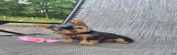 Yorkshire Terrier dogs for sale: Yorkshire Terrier 2 - Ad 5