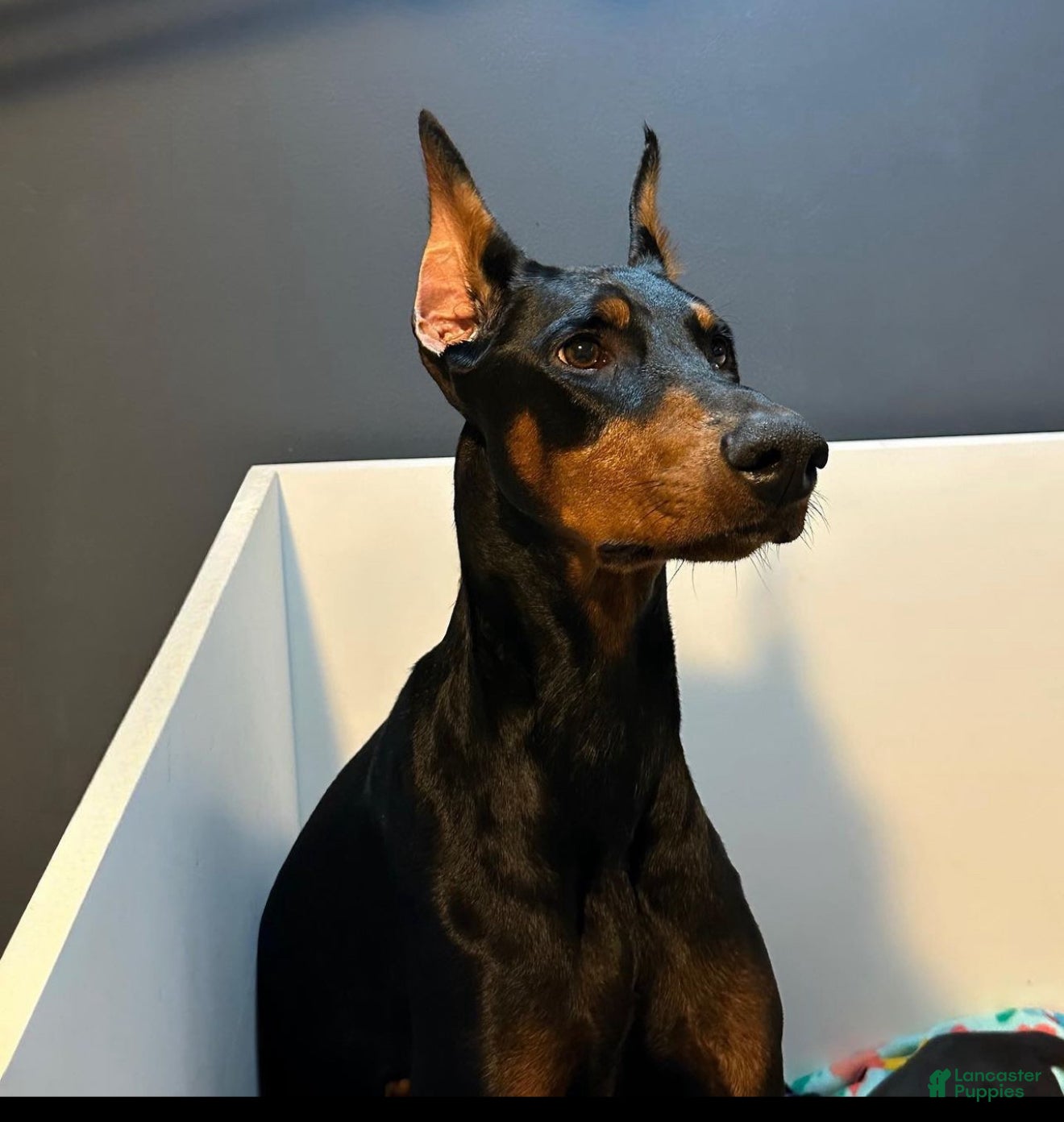 Doberman Pinscher dogs Doberman Pinscher Puppy 4 - Ad 2