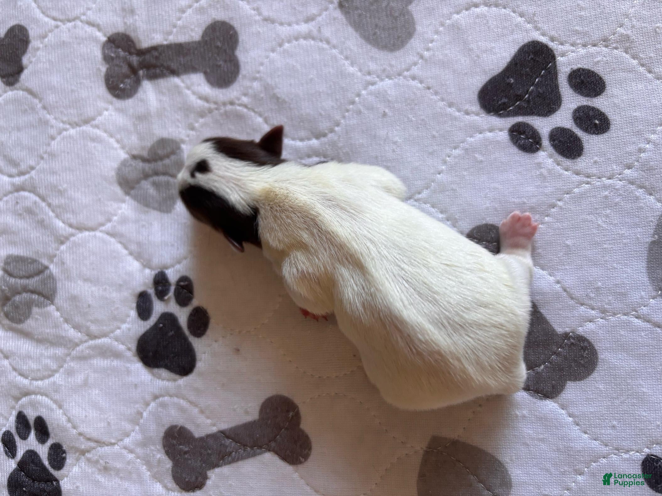 Miniature Schnauzer dogs Miniature Schnauzer 4 - Ad 3