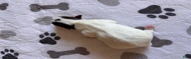 Miniature Schnauzer 4
