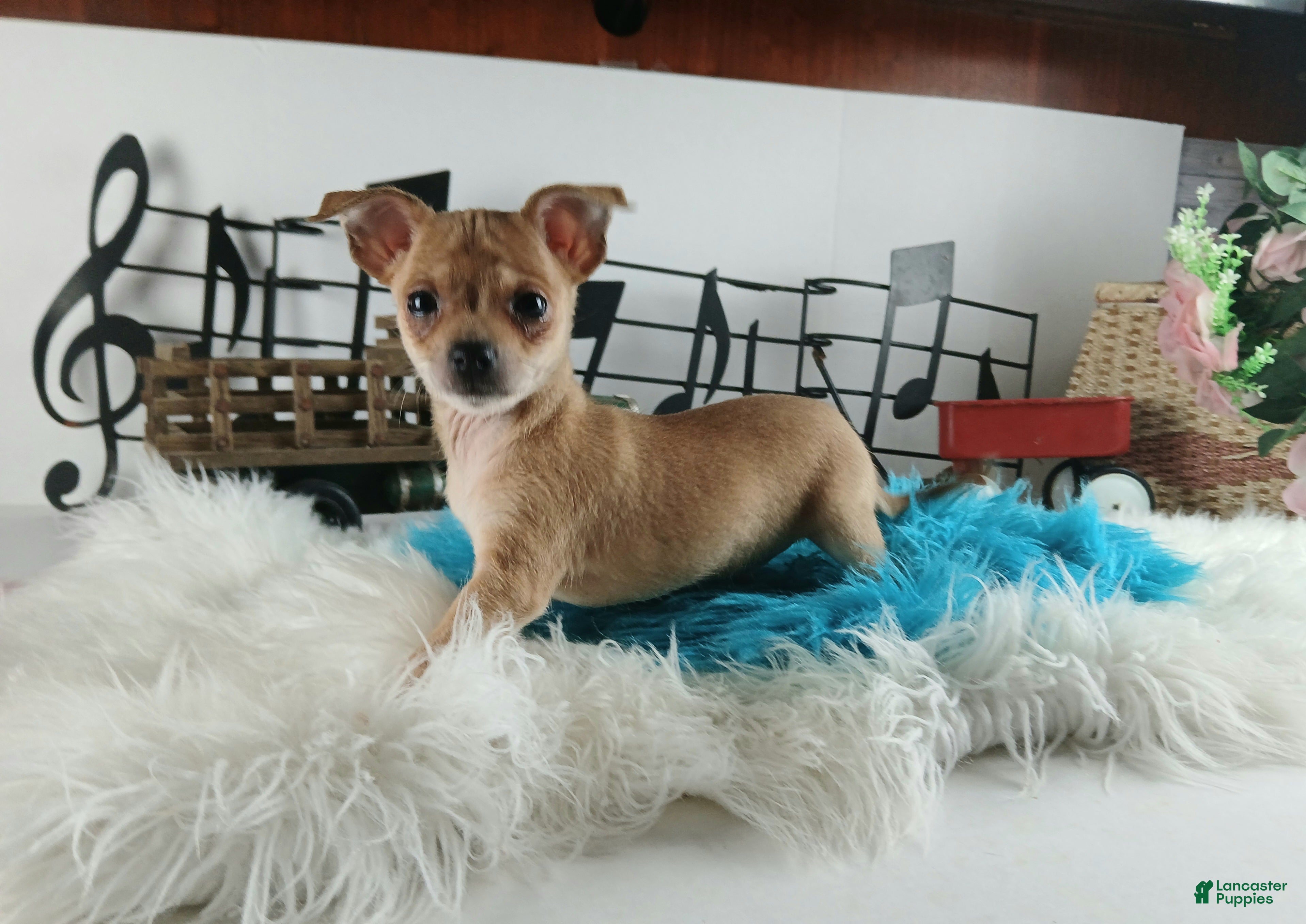 Chihuahua dogs Sparkles fawn boy, Nationwide delivery  - Ad 35