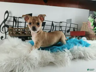 Chihuahua dogs Sparkles fawn boy, Nationwide delivery - Ad 35
