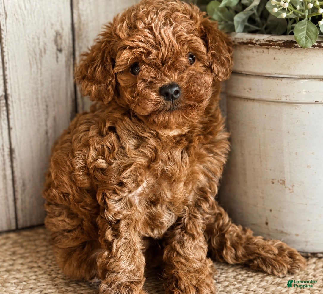 Toy Poodle dogs for sale: Toy Poodle 1 - Ad 1