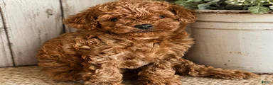 Toy Poodle 1