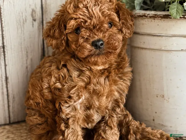 Toy Poodle dogs for sale: Toy Poodle 1 - Ad 1