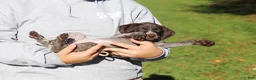 German Shorthaired Pointer dogs for sale: Angela - Ad 3